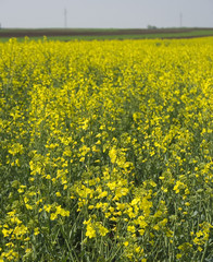 rape field