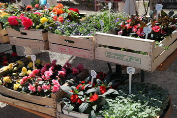 Blumenkauf