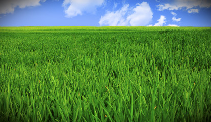 grass field and sky