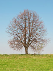 tree