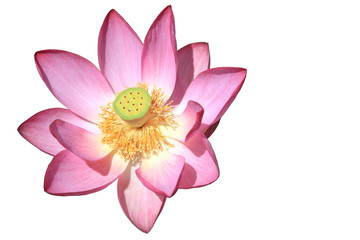 fleur de lotus nelumbo nucifera