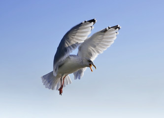 bird fly goal sky blue sunny day seagull