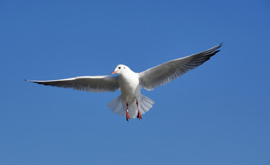 Flying seagull.