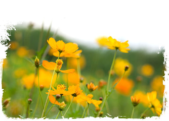 Obraz premium Forest of orange flowers isolated on white