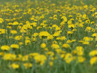 Fototapeta premium Blumenwiese