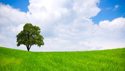 Fototapeta na wymiar Tree on green field, cloudy sky
