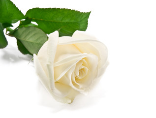 white rose