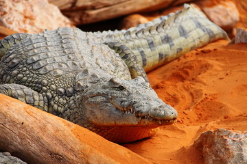 Crocodile à l'affût