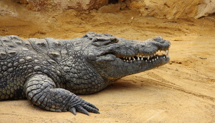 Crocodile