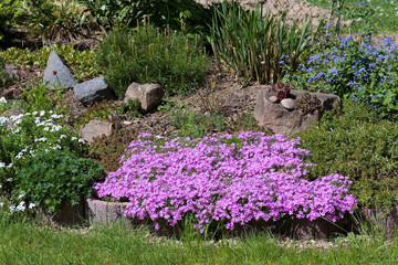 Blumenallee im Garten mit Kalkpolsternelken