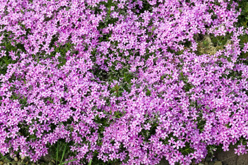 Obraz premium Blumenallee im Garten mit Kalkpolsternelken