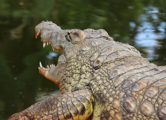 Obraz premium Crocodile