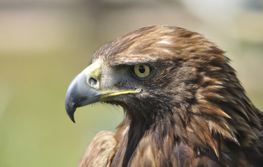 Perfil de águila real.