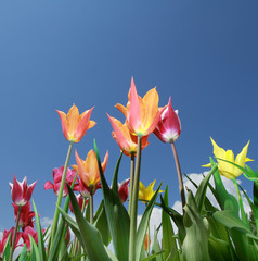 campo di tulipani