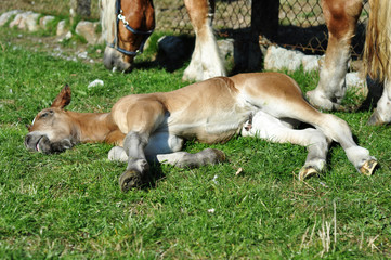 Haflinger - Fohlen 8 Tage alt