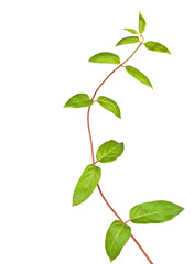 vine isolated on white background