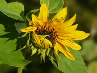 Sonnenblume