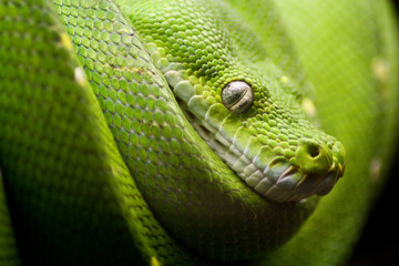 Snake