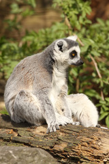 Ring-tailed lemur sitting on a log