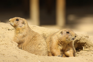 Two prairie dogs looking out of their burrow