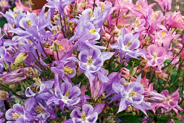 aquilegia