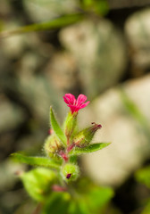the makro red flower