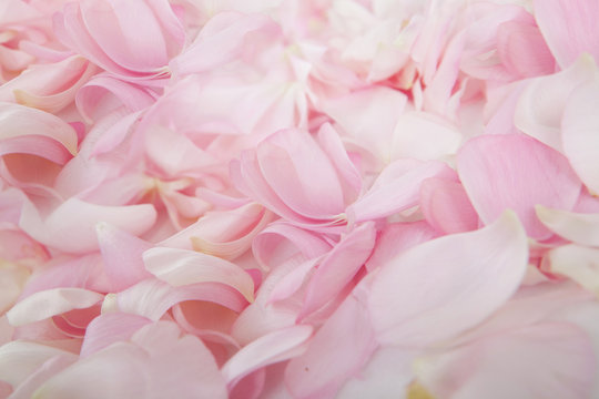 P&eacute;tale de fleur rose