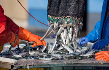 sardine maquereau poisson pêche marin pêcheur port bretagne file - obrazy, fototapety, plakaty