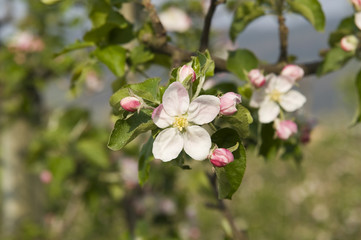 Fototapeta na wymiar blühende Apfelbäume