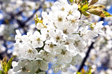 Close-up branch of bloom in spring