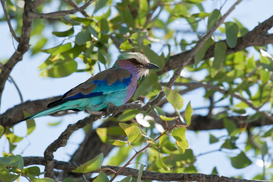 Lilac Breasted Roller on Mopane Tree