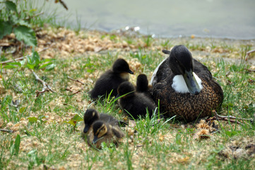 Duck family