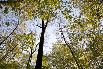 Fototapeta premium crown of tree with colorful leaves