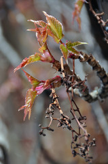 Virginia creeper blossoming in spring