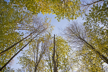 crown of tree with colorful leaves