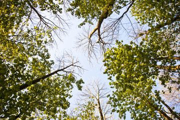 crown of tree with colorful leaves