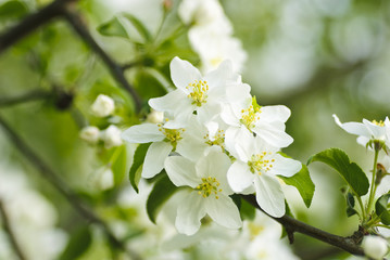 quince tree blossom macro