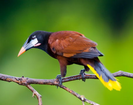 Montezuma Oropendola