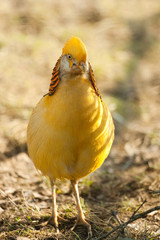 gorgeous golden pheasant