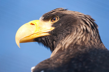 Steller's sea eagle.