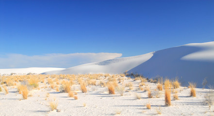 Shrubs growing in the White Sand Dunes National Park