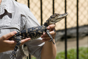 Newborn Crocodile