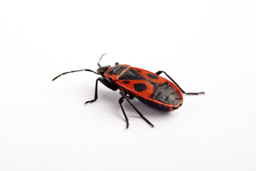 Firebug (Pyrrhocoris apterus), macro