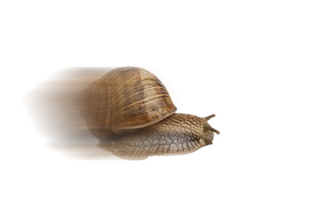 Speeding Garden snail (Helix aspersa), motion blur