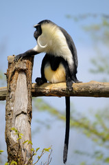 singe diane roloway (Cercopithecus diana)