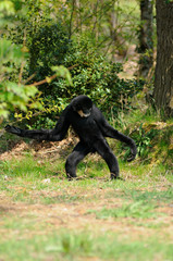 gibbon à favoris blancs