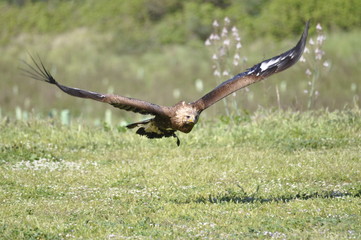 Aguila Real