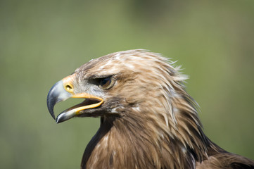 Fototapeta premium Aguila Real