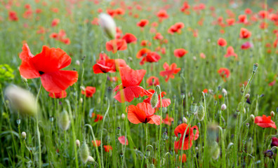 red poppies on  field
