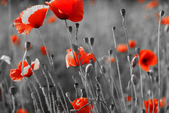 red poppies on  field